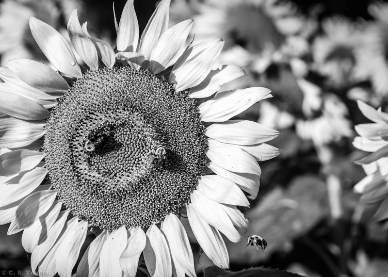 Sunflower and Bumble Bee Composition 1