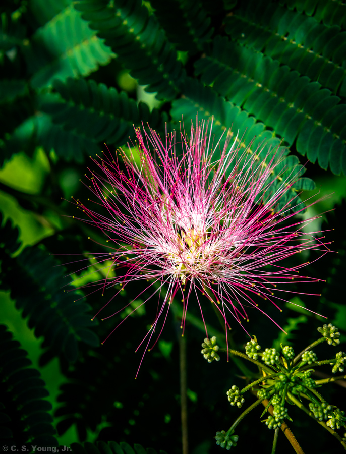 Mimosa Tree Composition 3