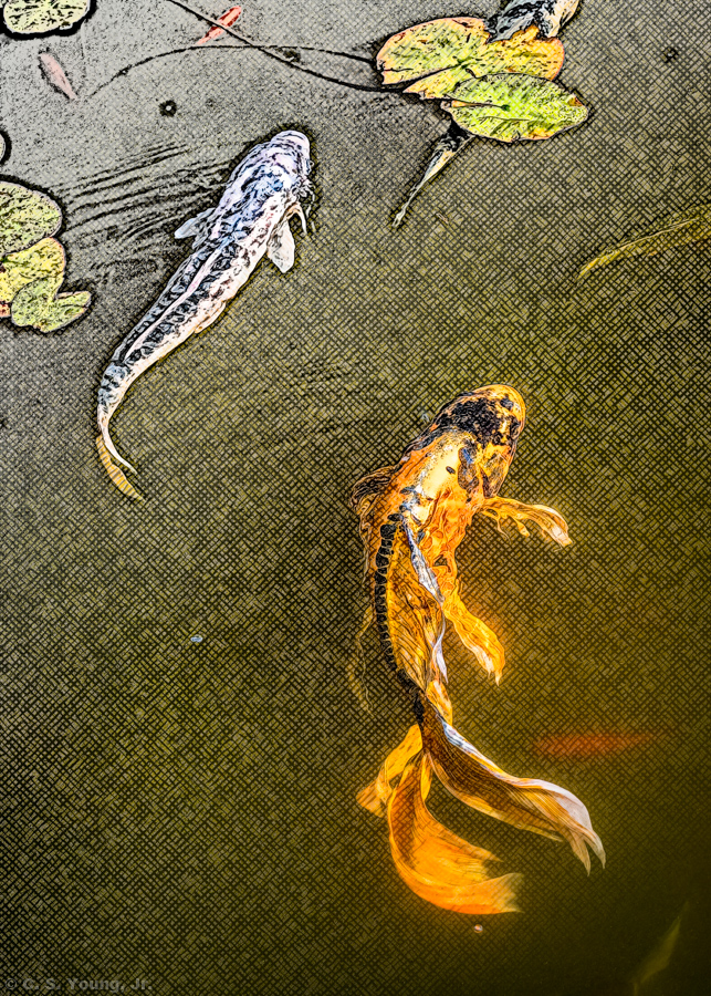 Pond Country Koi Abstract 2 Composition 2